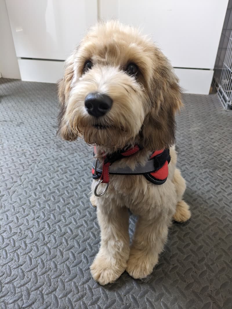 A cream and tan cockapoo in a red harness sitting on the salon floor after a trim
