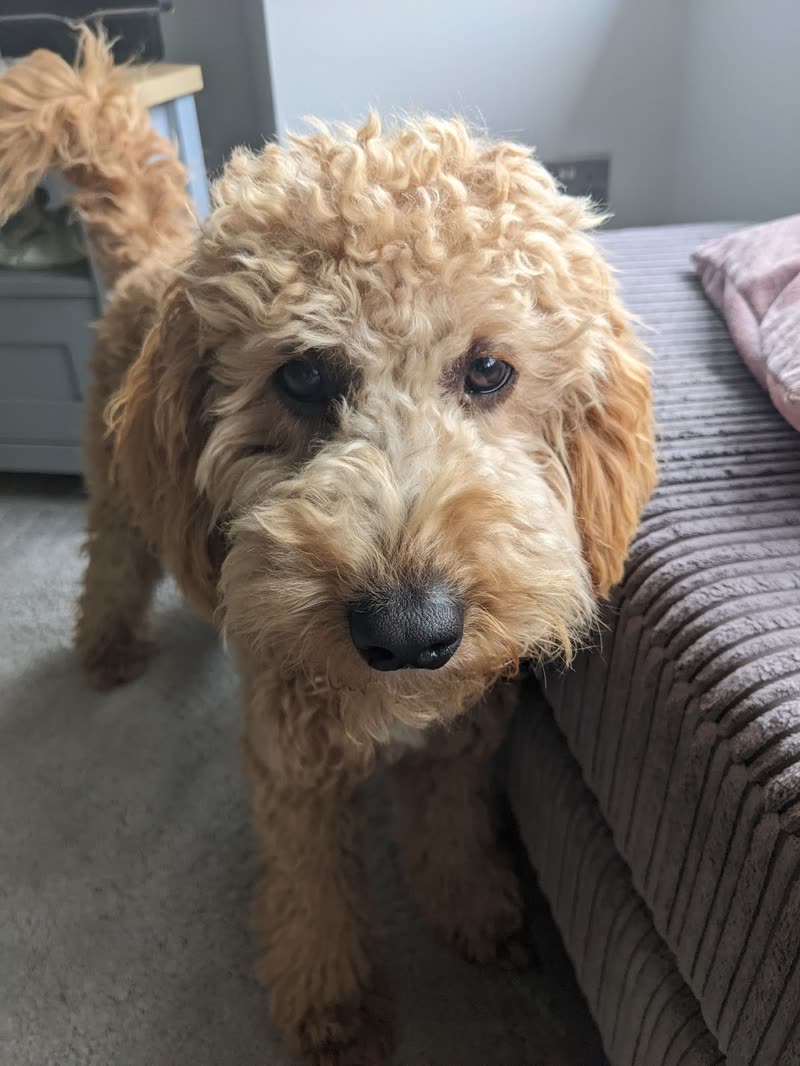 An apricot curly-coated cockapoo at home with a freshly trimmed, fluffy coat