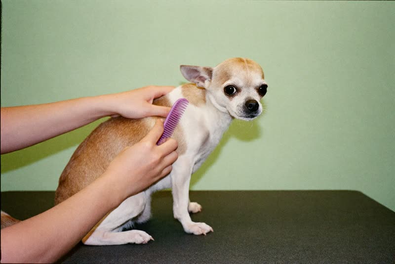 A small dog being handled on a grooming table