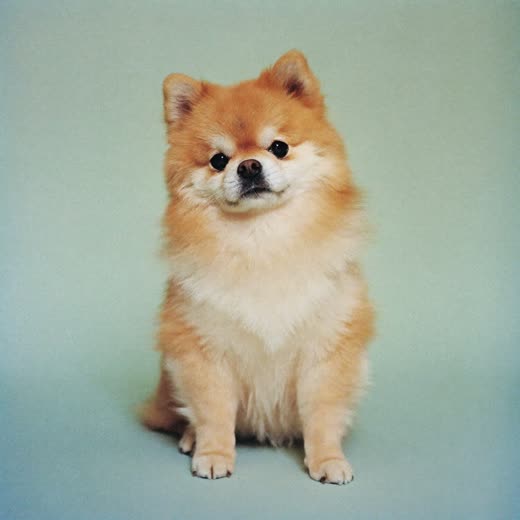 A small cream dog standing calmly during a full groom