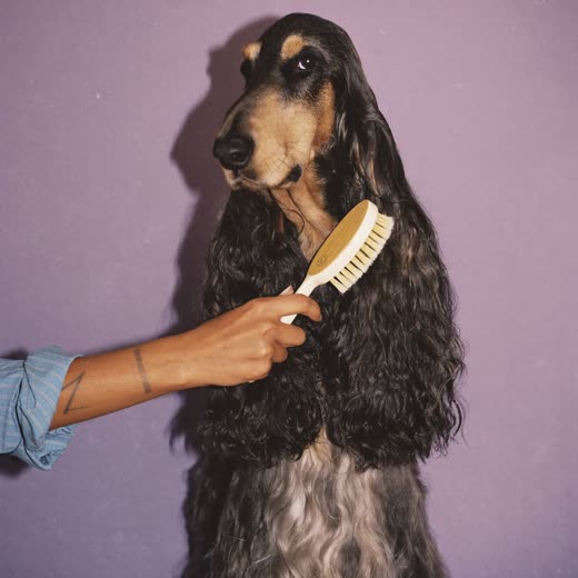 A long-coated dog being brushed out